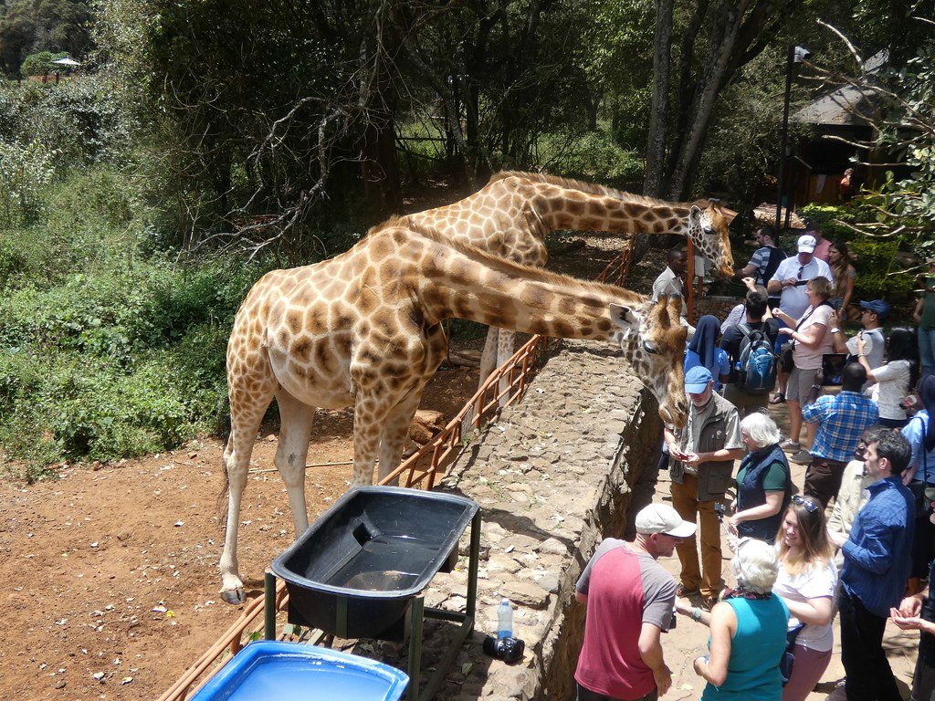 girrafe-center-nairobi-national-park