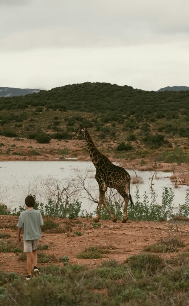 safari travel