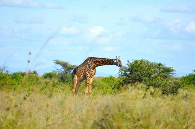 Nairobi National Park Giraffe Centre