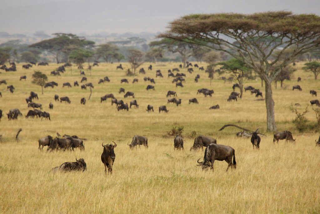 Serengeti plains