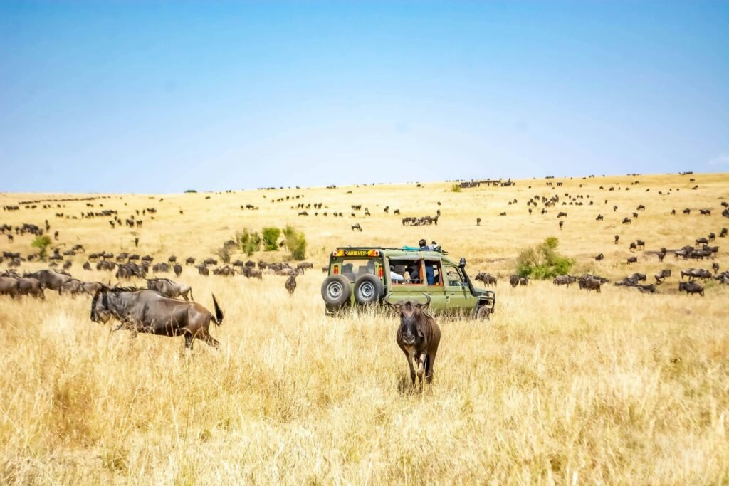 masai-mara-safari