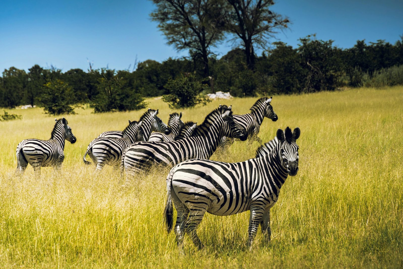 zebra-in-masai-mara